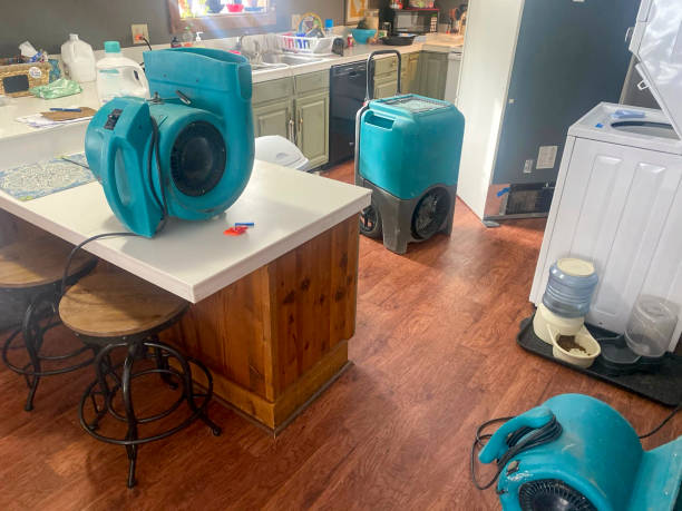 Best Mold removal after water damage  in Olney, IL